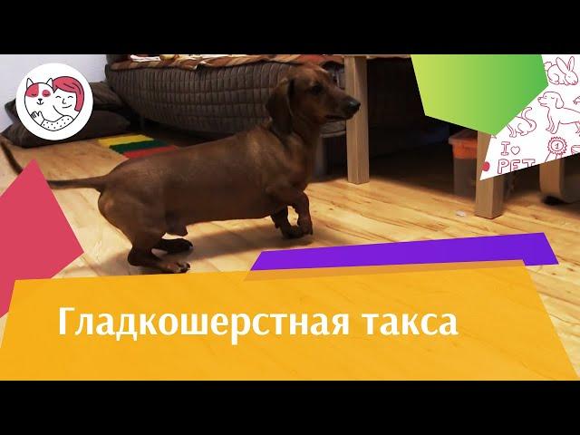 Гладкошерстная такса на  ilikepet