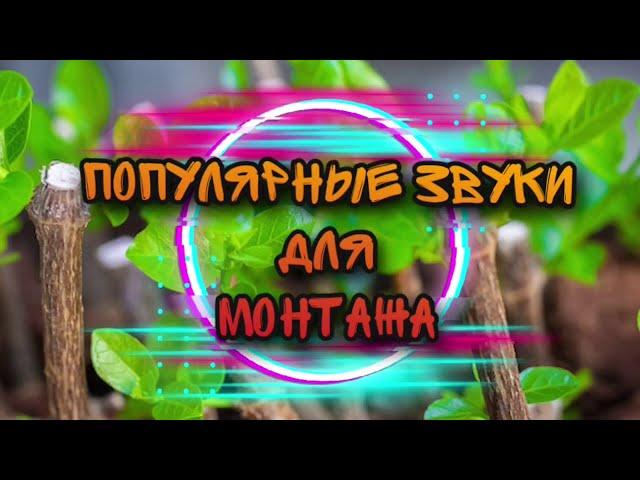 ЭТИ ЗВУКИ ИЩУТ ВСЕ!!!! Популярные звуки для монтажа