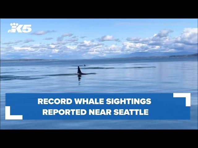 Record whale sightings reported near Seattle in 2022, new data reveals