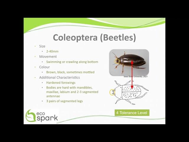 Beetles (Coleoptera) Key ID Features