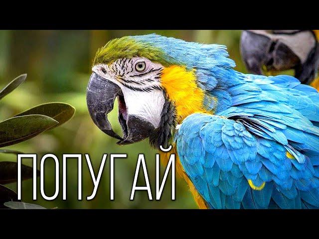 Parrot: Talking Bird | Interesting Facts About Parrots