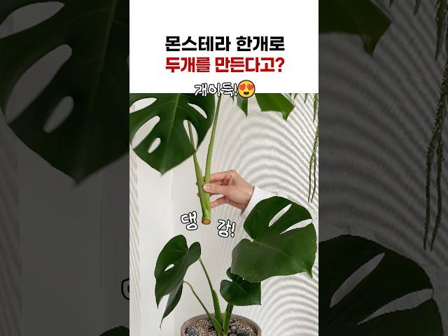 몬스테라 번식시키는 방법! 몬스테라 한개로 두개를!? #몬스테라 #몬스테라번식 #식물키우기 #plants