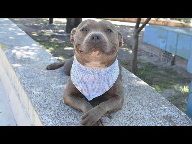 Proof That Pitbulls Can Be Adorable Big Babies 
