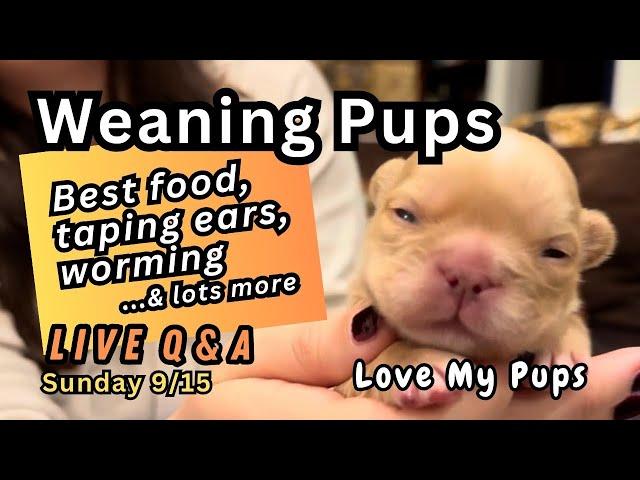 Love My Pups live weaning pups !