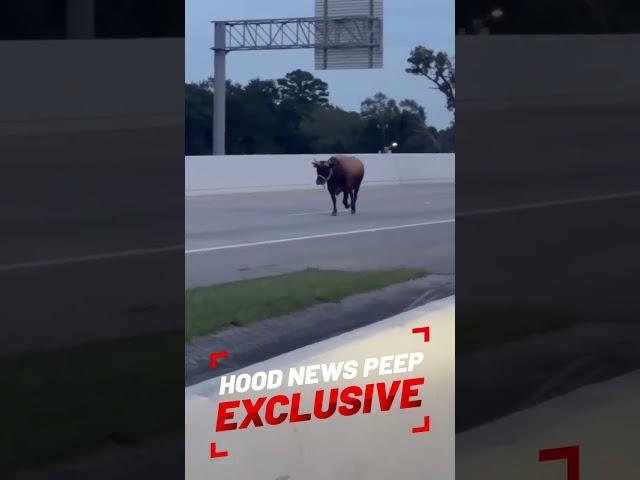 Anyone lose a bull? A Hood News Peep sent this in. This was somewhere off of 99.