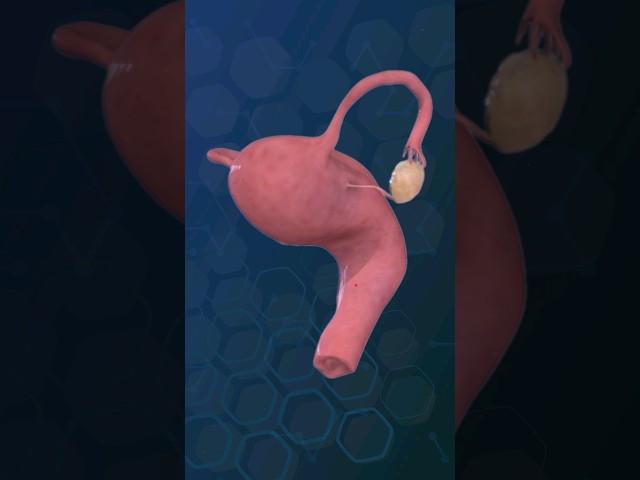 Uterus and Ovaries | Female reproductive system ️‍️