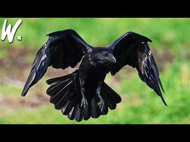 Ravens Can Outsmart Humans in the Jungle