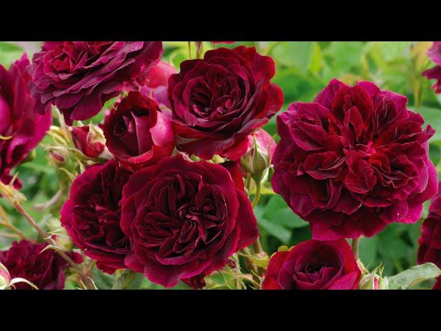 How to Grow Healthy Roses with Suzanne Hetrick