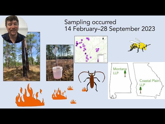 Thomas Sheehan - Beetle diversity in the imperiled longleaf pine ecosystem