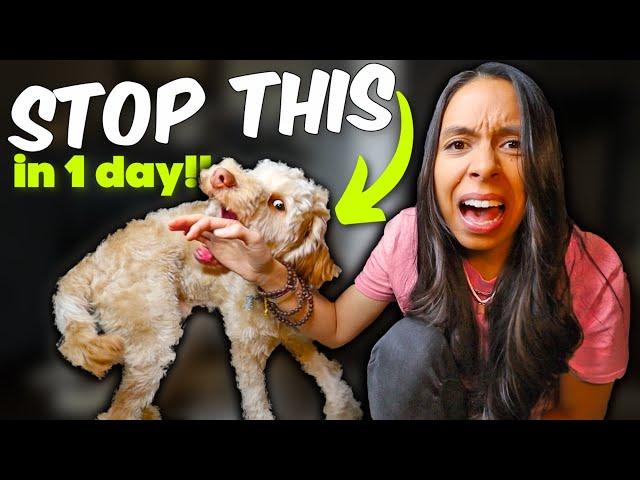 PUPPY BITING STOPPED in ONE day!  Aggressive puppy biting tips that actually work