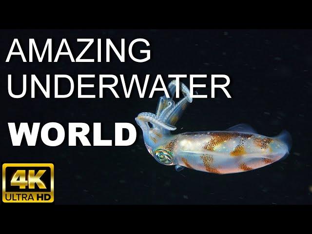 AMAZING UNDERWATER WORLD / 4K / RELAX / BALI