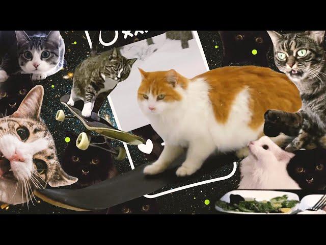 Who Made Cats the Kings of the Internet?