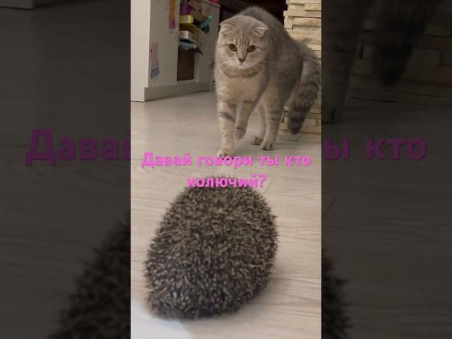Знакомство ежика и Алисы#ёж #ёжик #ежик #рекомендации #кошка #cat