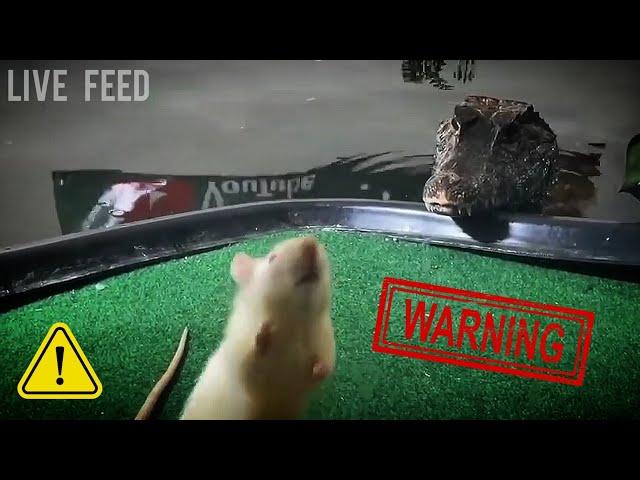 When Pet Croc's Feed on Live Prey : *WARNING* LIVE FEED