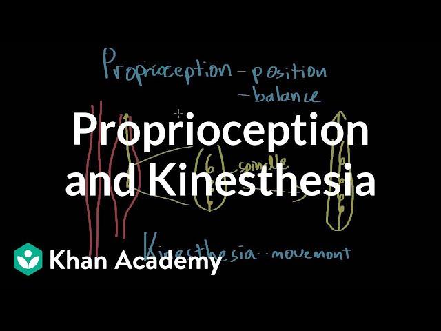 Proprioception and kinesthesia | Processing the Environment | MCAT | Khan Academy