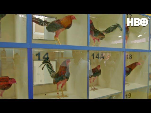 Cockfighting in America | Full Segment | Real Sports w/ Bryant Gumbel | HBO