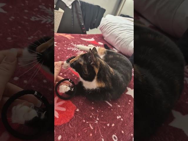#playfulkitties #adorablecats #catlover #viralcat #fluffykitties #catcompilationvideos #catvideos