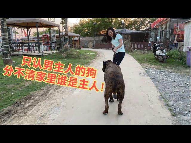 671集：重达120多斤的大型护卫犬，连女主人都咬，这狗简直是旅行必备啊