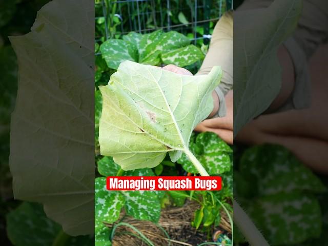 Not today squash bugs!!! 🪲#garden #farmlife #homestead