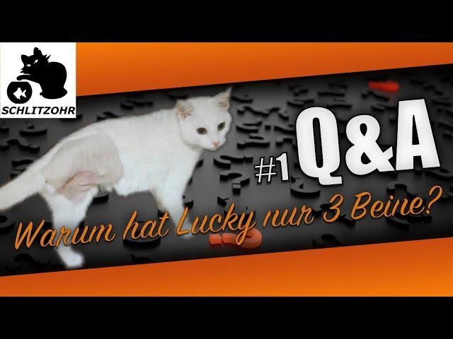 Q&A #1 Eure Fragen: Warum hat Lucky nur 3 Beine? Unser DIY Balkonkatzennetz & die Rassen?!