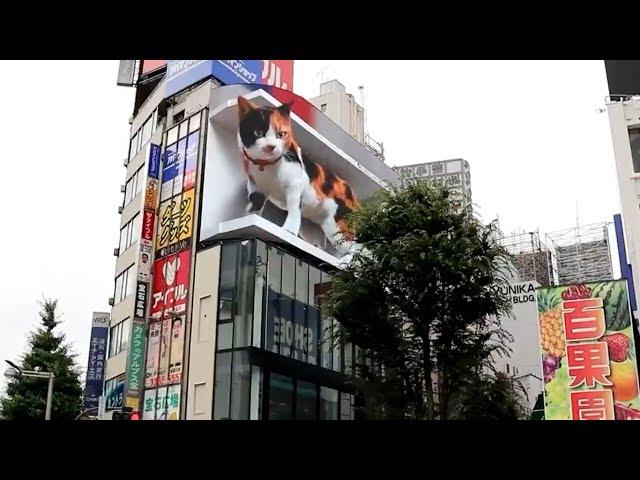 3D Cat Tokyo: Giant 3D Cat Billboard Appears Over Tokyo's Shinjuku District