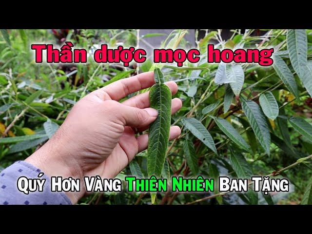 Thiên nhiên ban tặng cây thuốc quý Cổ bình, trị nhiều bệnh không thể thiếu  | THAODUOC.NET