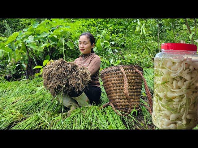 Taking care of harvesting and processing dishes from onions - Phan's simple life on the farm