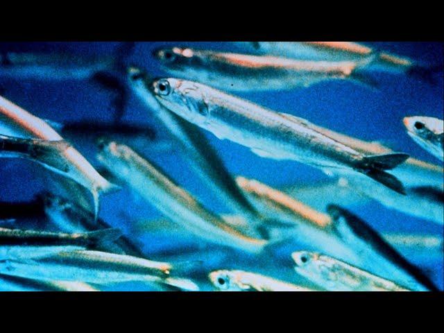 Facts: Anchovies