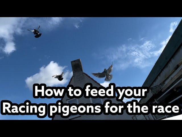 How to feed your Racing pigeons for the race! | Week Preparations | Racing pigeons |