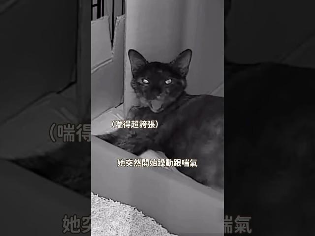 貓來孕轉生異世界ep3，突發！貓媽媽深夜狂喘！ #転運棧貓中途咖啡廳 #尬電 #貓咪