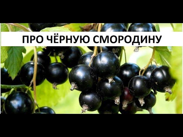 Про черную смородину.