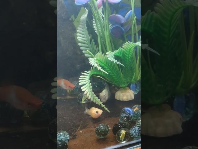 #music#song#ansarmatheran#fishtank
