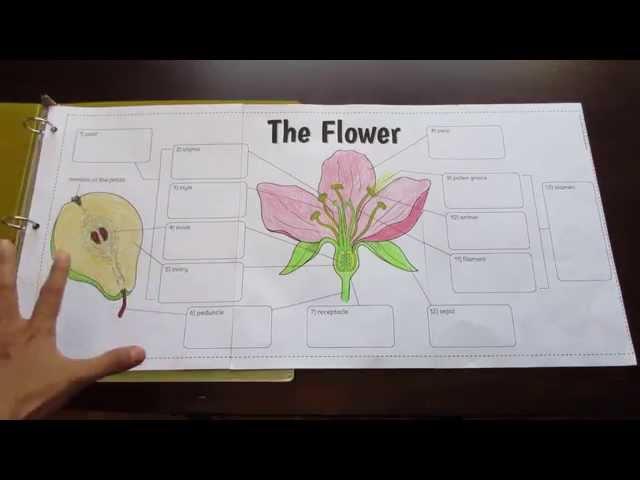 Big Flower Structure Foldable by Tangstar Science