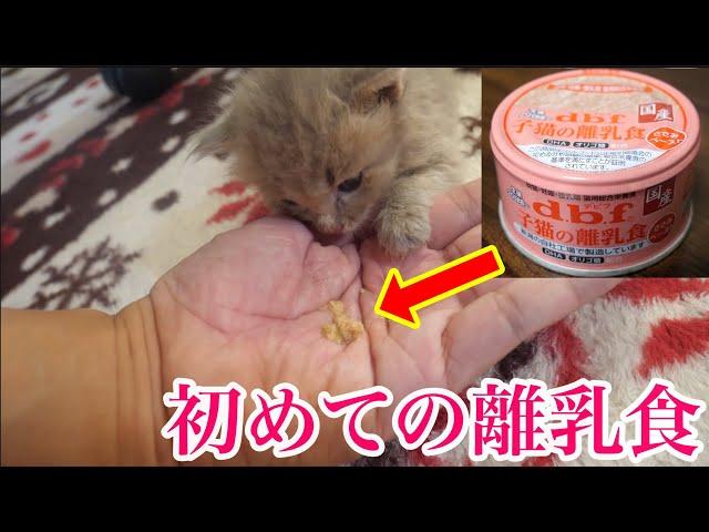 【保護猫 子猫】子猫が初めての離乳期を迎えました【保護子猫】