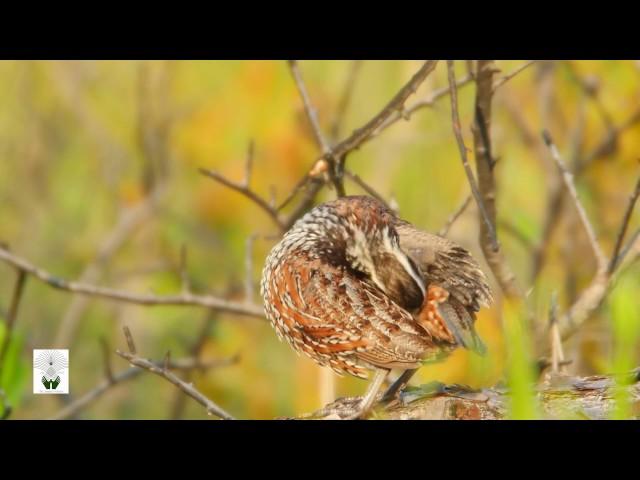 Managing For Wildlife | The Longleaf Alliance