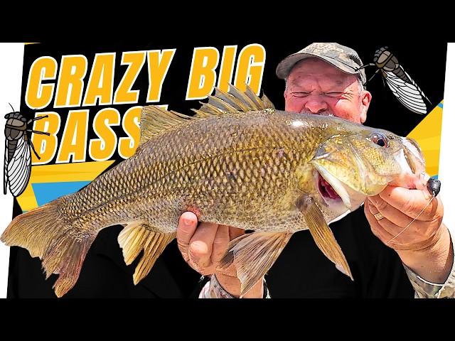 CRAZY Surface Bite! Catching BIG Bass On Cicada Lures