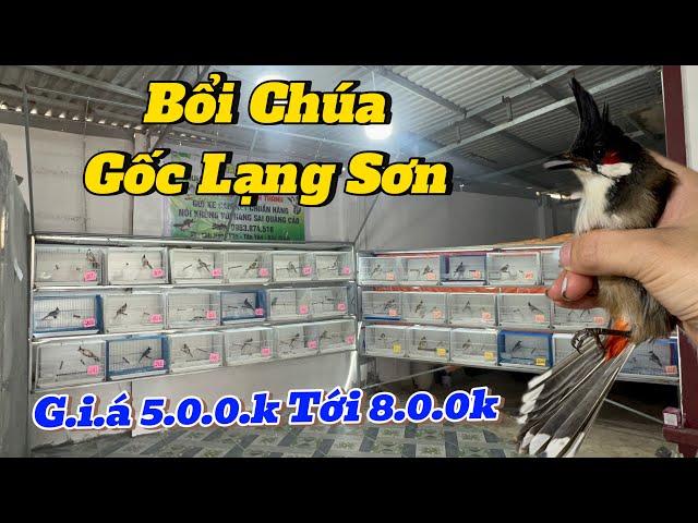 19-11. SIÊU CỌP BỔI CHÚA. GỐC LẠNG SƠN BỘ KHỦNG. G.I.Á 5.0.0k Tới 8.0.0.k. HÀNG TUYỂN CHỌN ĐẸP KENG