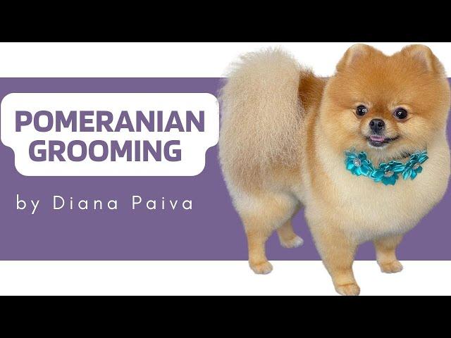 POMERANIAN GROOMING TUTORIAL - How to groom a Pomeranian Step by Step