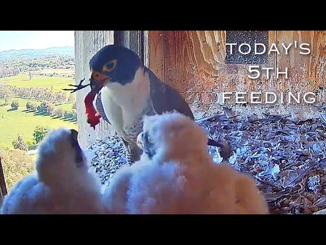 #146Falcon Nest ／Box Camera - FalconCam Project LIVE