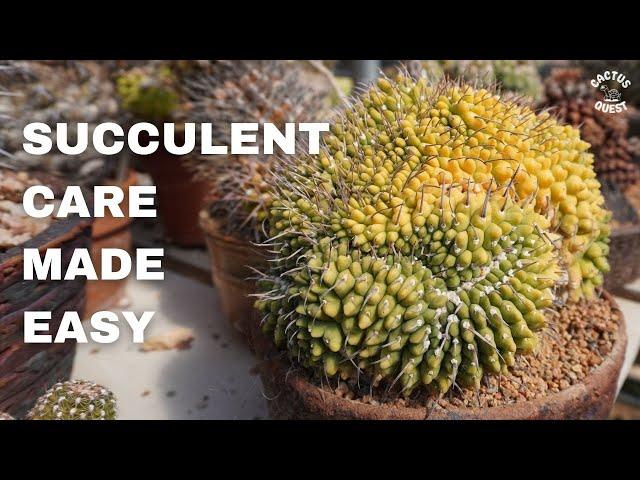 HOW TO: CACTUS & SUCCULENT CARE 101