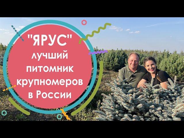 Лучший питомник крупномеров в России - ЯРУС