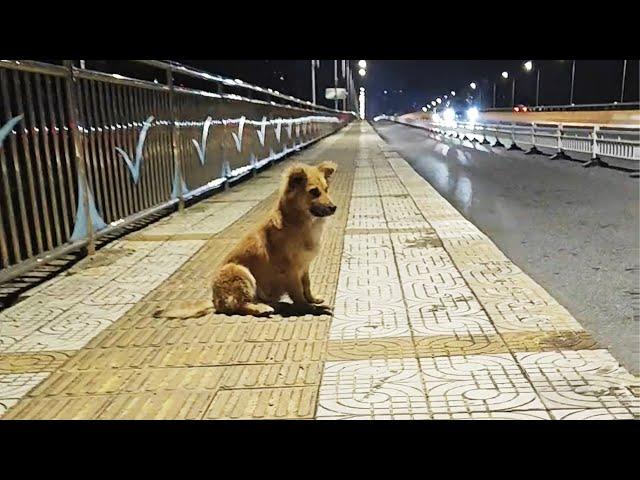 an Abandoned dog Waits at the Overpass Every Day, Convinced that his Owner will Return