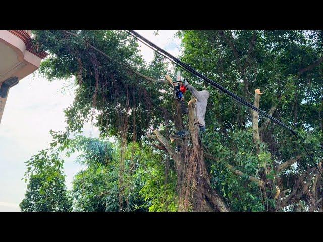 Cutting down overgrown trees endangers the house and electricity grid [Cleanup Overgrown]