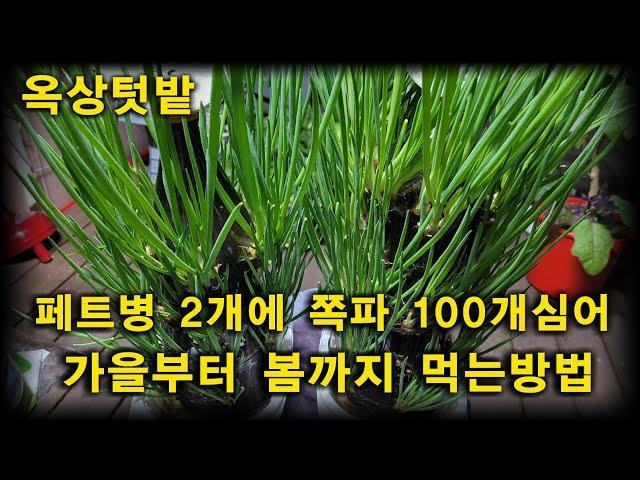 페트병에 쪽파100개 키우는 방법,한달에 한번씩 수확하는방법,