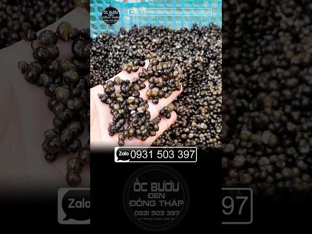 1kg ốc bươu đen giống bao tiền vậy con #nuoiocbuouden #ốcgiống