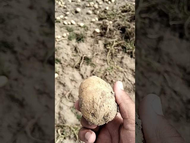 AJ ONEK DIN POR MATH GYELAM#villagevlogs#lifestylevlogging#vlog #viralvideo#viral#minivlog