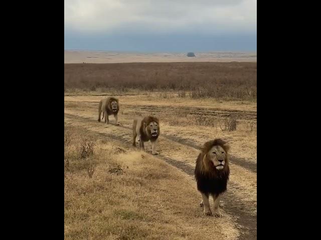 Lake Quintet Males | Huge Male Lions | Ngorongoro Crater