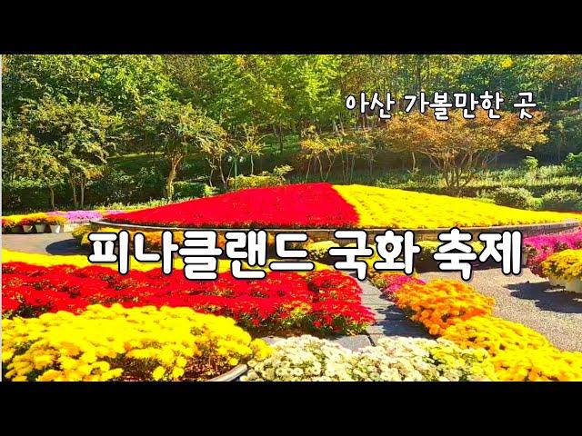 11월 아산 가볼만한 곳 피나클랜드 국화 축제