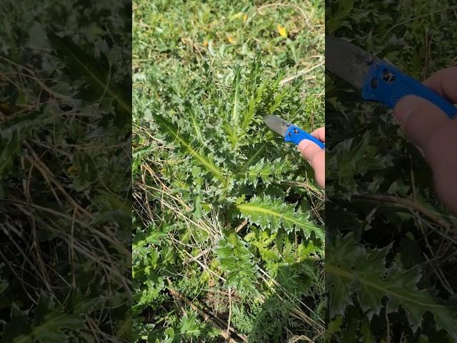 How I harvest edible thistle stalks #foraging