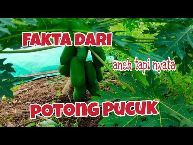 Cara pangkas batang pepaya!! Pucuk PEPAYA